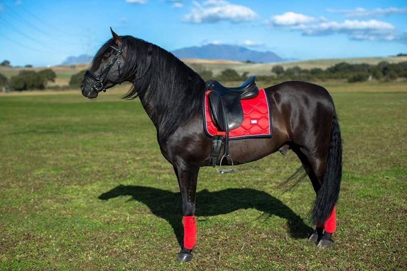 Tackle Horse Riding in Style: 15 Must-Have Features in Shoes for Equestrians