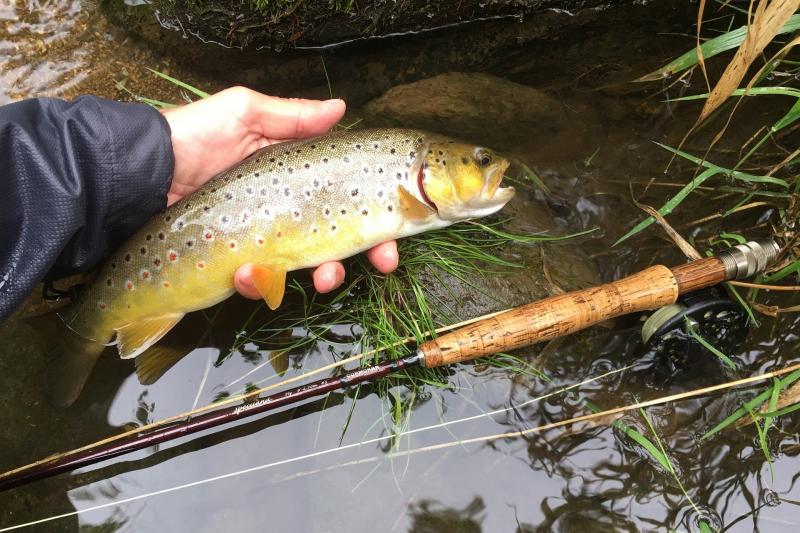 The 15 Best Trout Rod and Reel Combo Options to Catch More Fish This Year