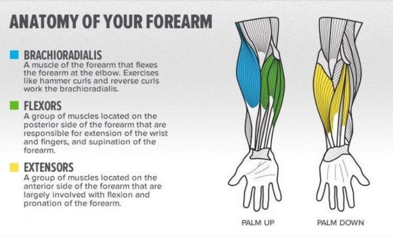 The Ultimate Epoch Elbow Pad Guide Reviewing 15 Features of Epochs Integra and Elite Lacrosse Arm Pads