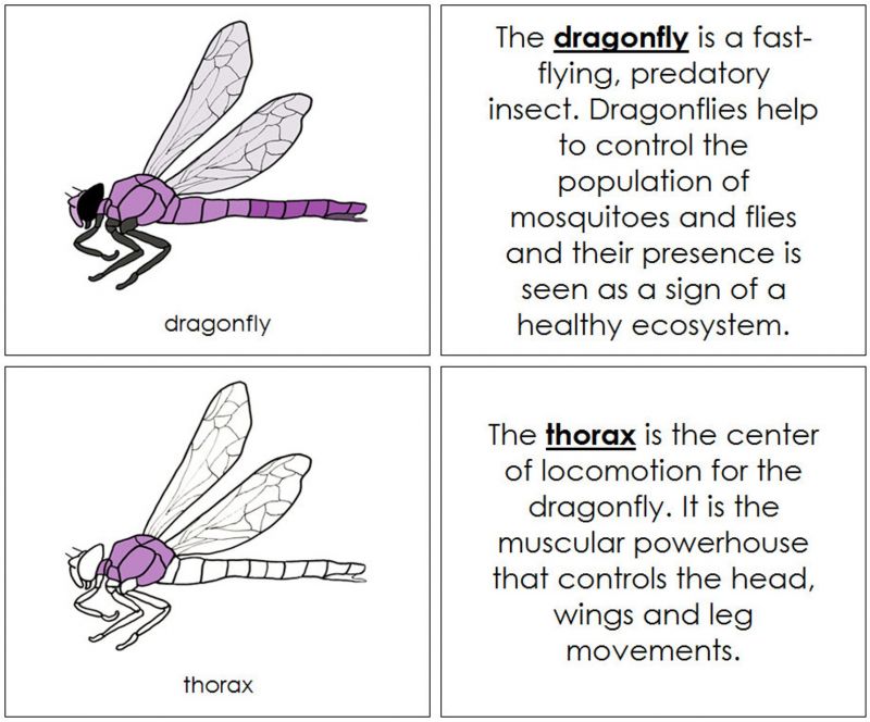 This Years TopRated Dragonfly And Dragonfly Pro Lacrosse Shafts