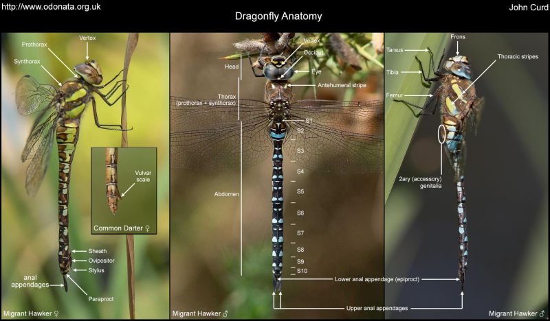 This Years TopRated Dragonfly And Dragonfly Pro Lacrosse Shafts