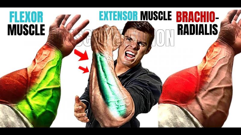 Transform Your Forearms Fast with These 15 Best Hand Grips: Discover the Secret to Popeye Arms