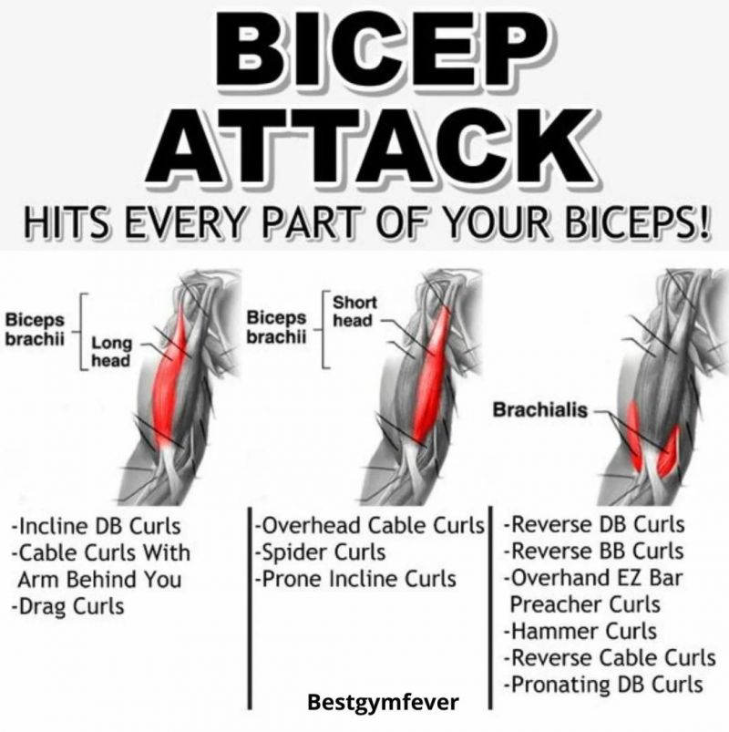 Ultimate Guide to Picking the Best Bicep Pads for Box Lacrosse