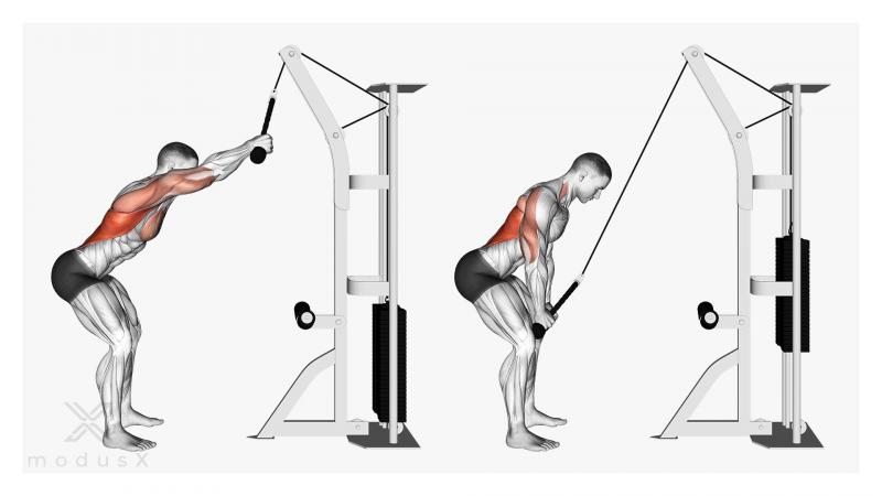Unlocking Trapezius and Back Strength: Transform Your Physique With a Powertec Lat Pulldown Machine