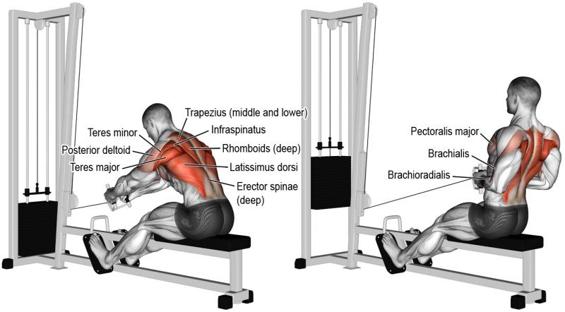 Unlocking Trapezius and Back Strength: Transform Your Physique With a Powertec Lat Pulldown Machine