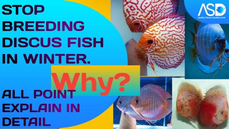 Want Beautiful Discus Fish for Your Aquarium. Here are 15 Key Tips on Where to Find and Purchase Healthy Discus