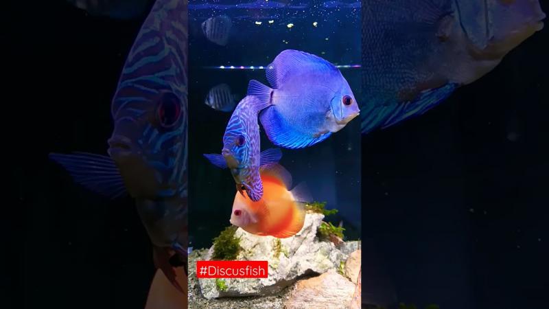 Want Beautiful Discus Fish for Your Aquarium. Here are 15 Key Tips on Where to Find and Purchase Healthy Discus