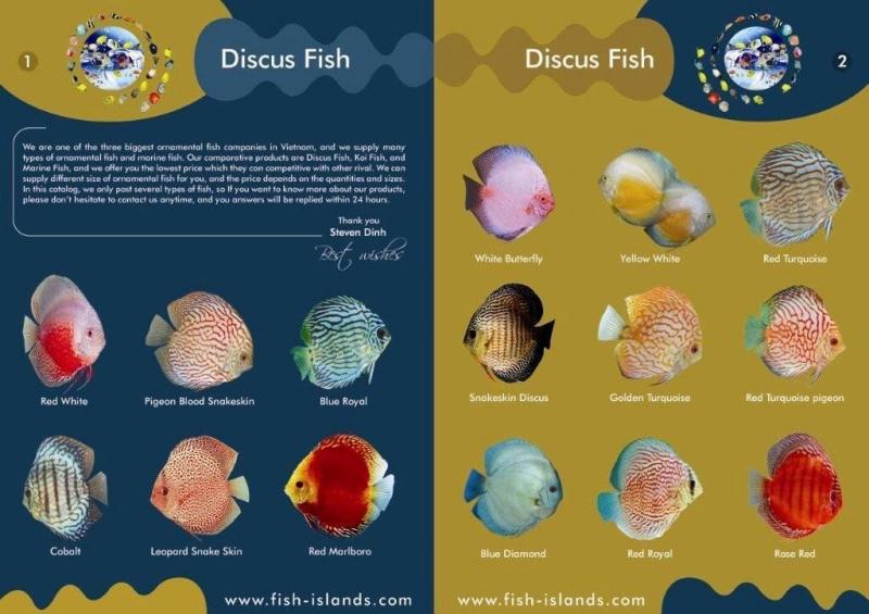 Want Beautiful Discus Fish for Your Aquarium. Here are 15 Key Tips on Where to Find and Purchase Healthy Discus