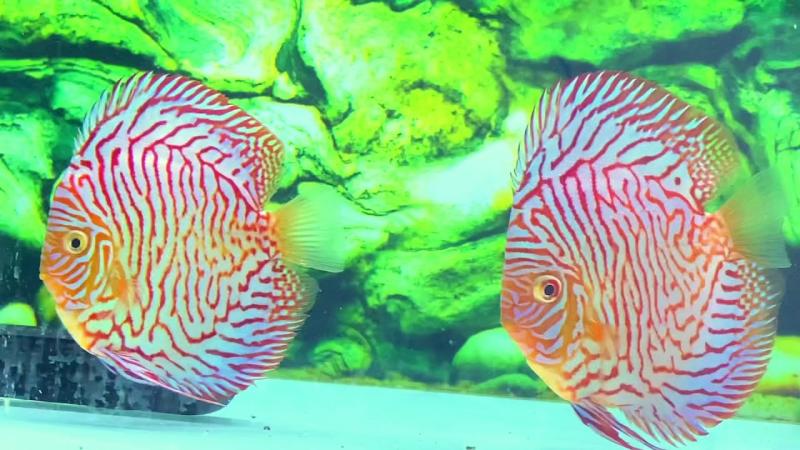 Want Beautiful Discus Fish for Your Aquarium. Here are 15 Key Tips on Where to Find and Purchase Healthy Discus