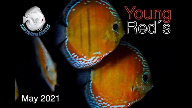 Want Beautiful Discus Fish for Your Aquarium. Here are 15 Key Tips on Where to Find and Purchase Healthy Discus