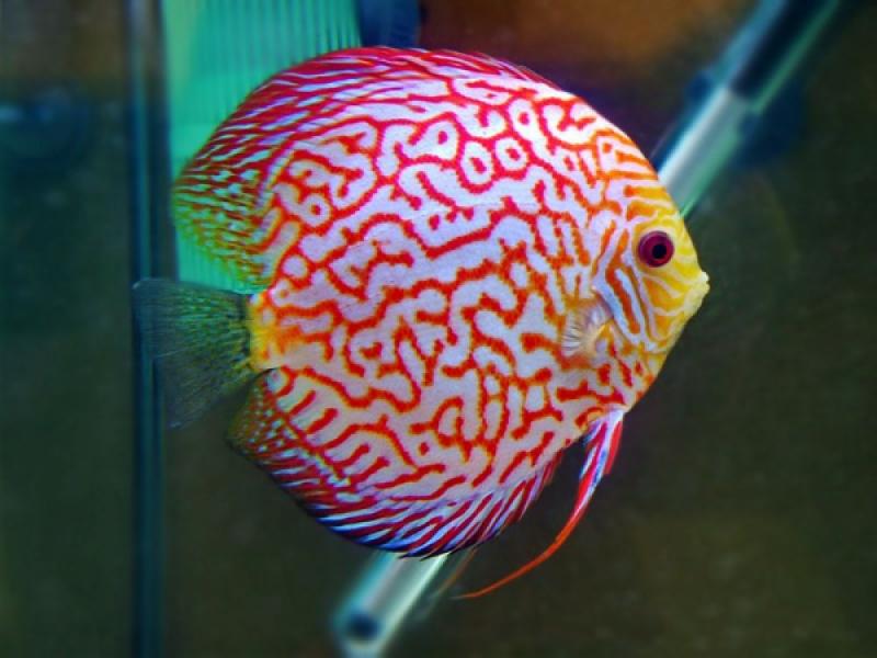 Want Beautiful Discus Fish for Your Aquarium. Here are 15 Key Tips on Where to Find and Purchase Healthy Discus