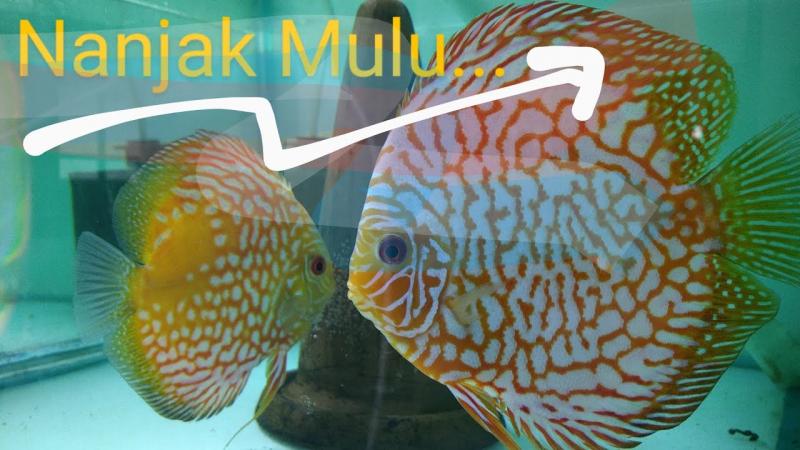 Want Beautiful Discus Fish for Your Aquarium. Here are 15 Key Tips on Where to Find and Purchase Healthy Discus