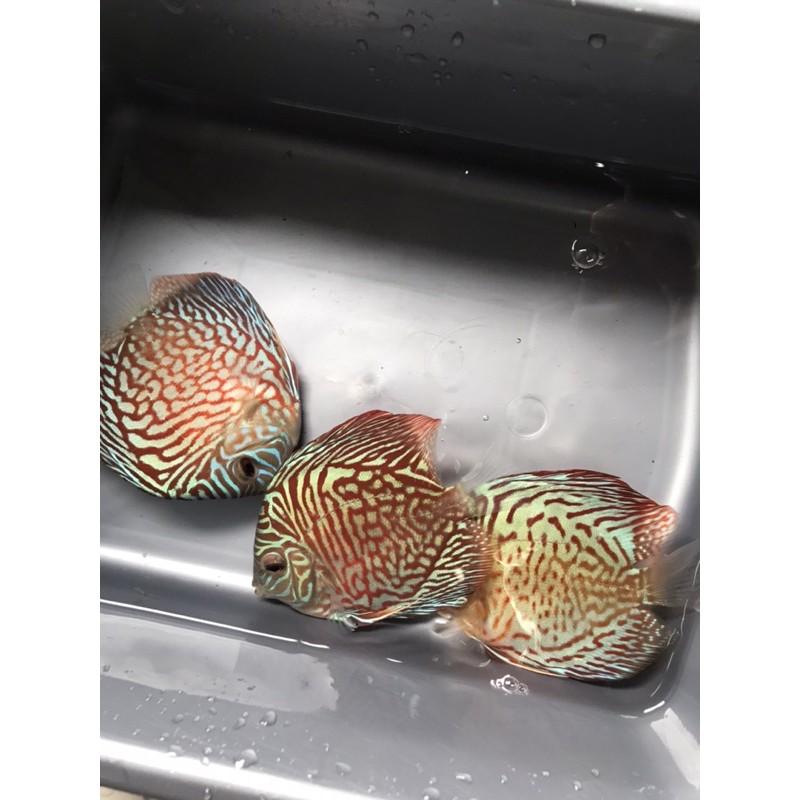 Want Beautiful Discus Fish for Your Aquarium. Here are 15 Key Tips on Where to Find and Purchase Healthy Discus