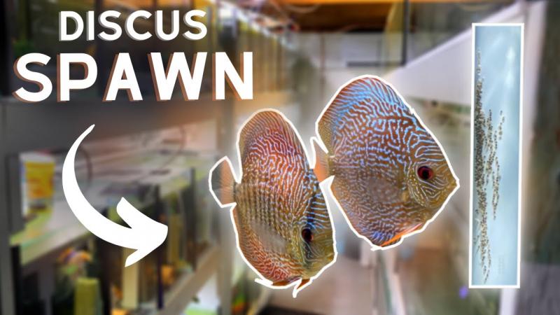 Want Beautiful Discus Fish for Your Aquarium. Here are 15 Key Tips on Where to Find and Purchase Healthy Discus