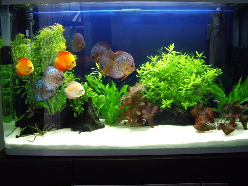 Want Beautiful Discus Fish for Your Aquarium. Here are 15 Key Tips on Where to Find and Purchase Healthy Discus