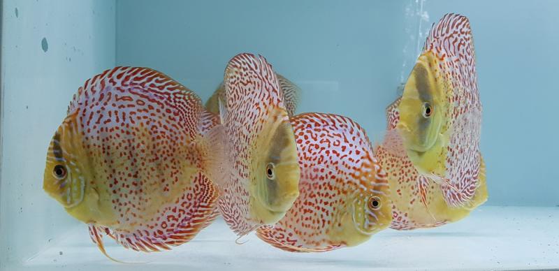 Want Beautiful Discus Fish for Your Aquarium. Here are 15 Key Tips on Where to Find and Purchase Healthy Discus