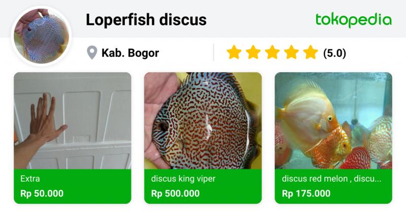 Want Beautiful Discus Fish for Your Aquarium. Here are 15 Key Tips on Where to Find and Purchase Healthy Discus