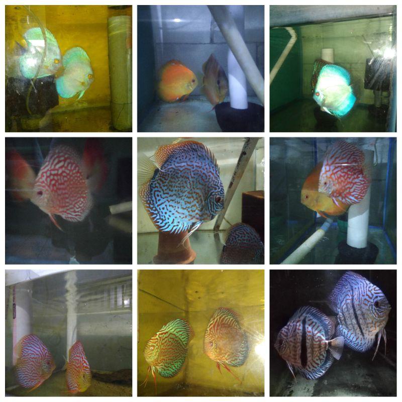 Want Beautiful Discus Fish for Your Aquarium. Here are 15 Key Tips on Where to Find and Purchase Healthy Discus