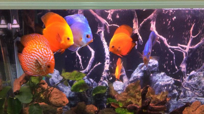 Want Beautiful Discus Fish for Your Aquarium. Here are 15 Key Tips on Where to Find and Purchase Healthy Discus