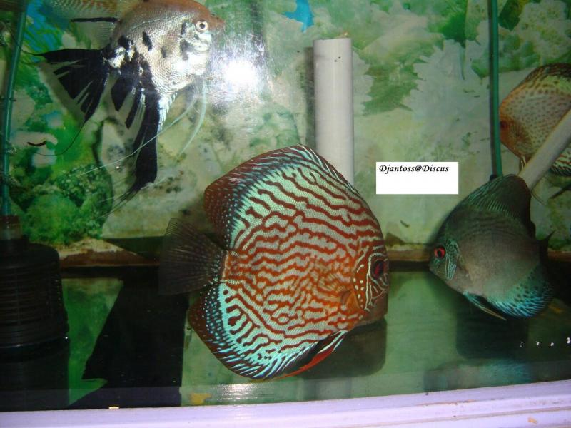 Want Beautiful Discus Fish for Your Aquarium. Here are 15 Key Tips on Where to Find and Purchase Healthy Discus