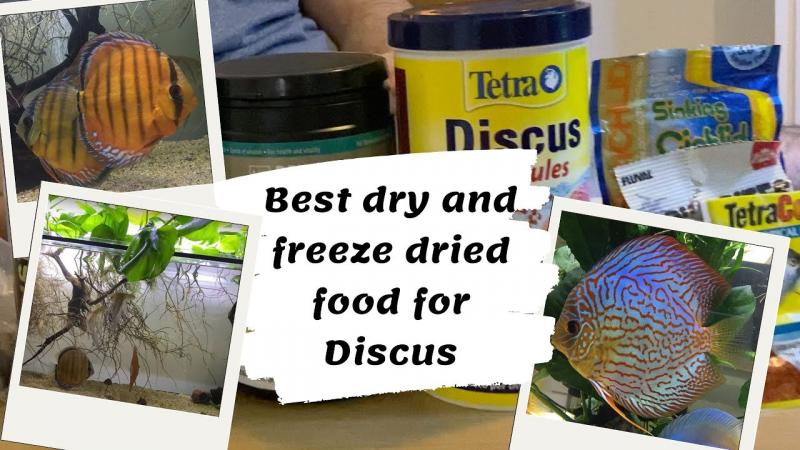 Want Beautiful Discus Fish for Your Aquarium. Here are 15 Key Tips on Where to Find and Purchase Healthy Discus