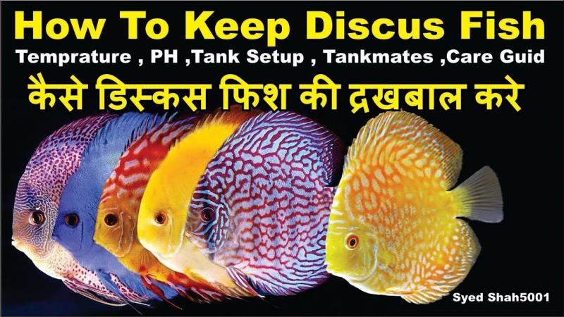 Want Beautiful Discus Fish for Your Aquarium. Here are 15 Key Tips on Where to Find and Purchase Healthy Discus