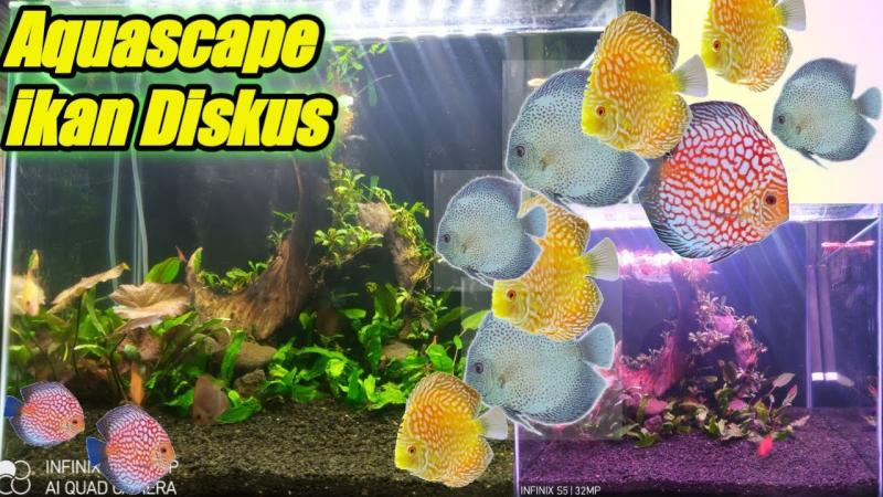 Want Beautiful Discus Fish for Your Aquarium. Here are 15 Key Tips on Where to Find and Purchase Healthy Discus