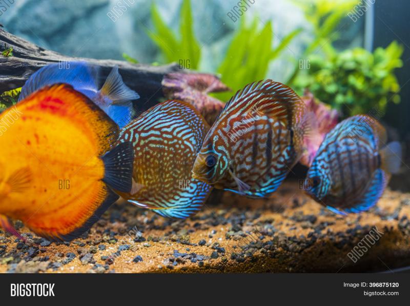 Want Beautiful Discus Fish for Your Aquarium. Here are 15 Key Tips on Where to Find and Purchase Healthy Discus