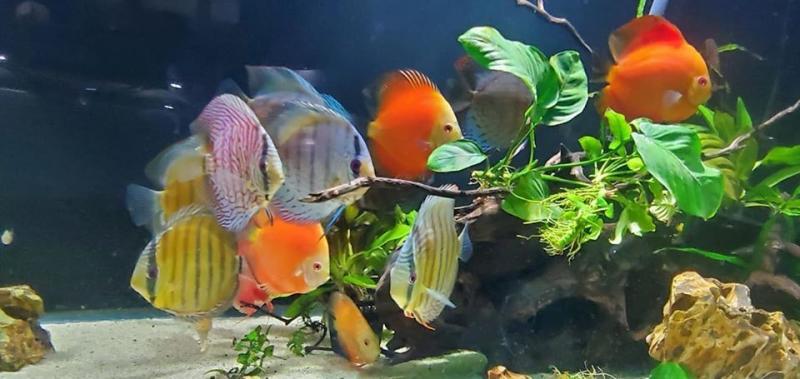 Want Beautiful Discus Fish for Your Aquarium. Here are 15 Key Tips on Where to Find and Purchase Healthy Discus