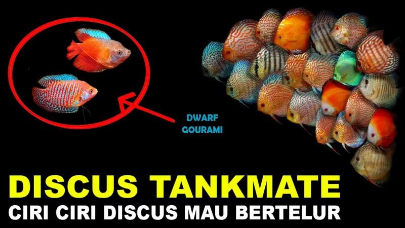 Want Beautiful Discus Fish for Your Aquarium. Here are 15 Key Tips on Where to Find and Purchase Healthy Discus