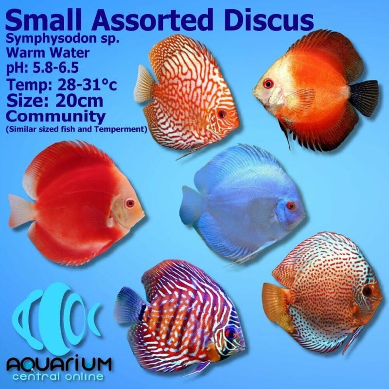 Want Beautiful Discus Fish for Your Aquarium. Here are 15 Key Tips on Where to Find and Purchase Healthy Discus