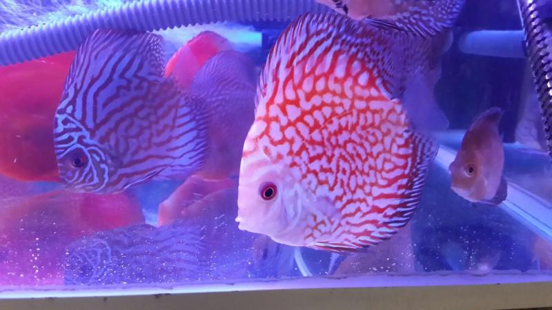 Want Beautiful Discus Fish for Your Aquarium. Here are 15 Key Tips on Where to Find and Purchase Healthy Discus