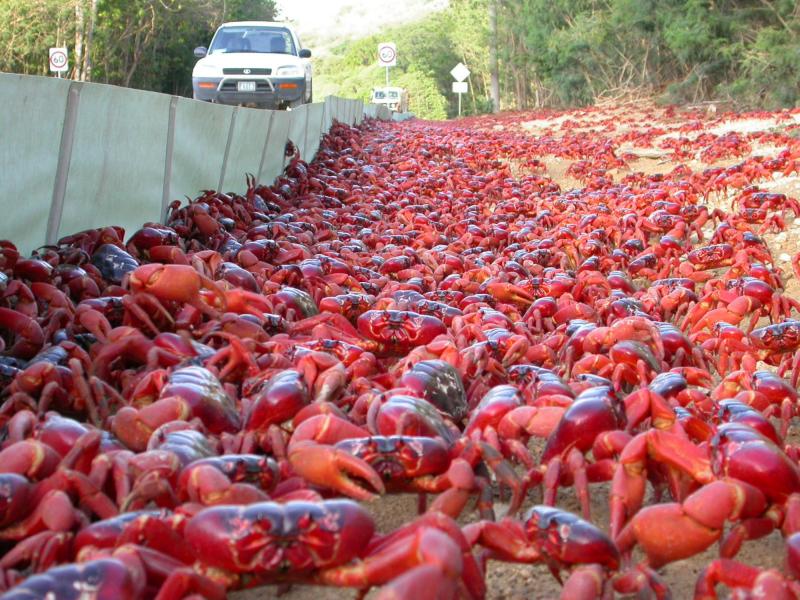 Will You Find The Best Crabs At Baltimore