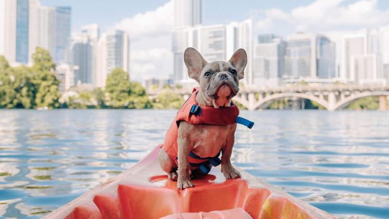 Worried About Your Dog’s Safety in The Water. Find The Perfect Life Vest in 2023